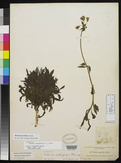 Halenia platyphylla image
