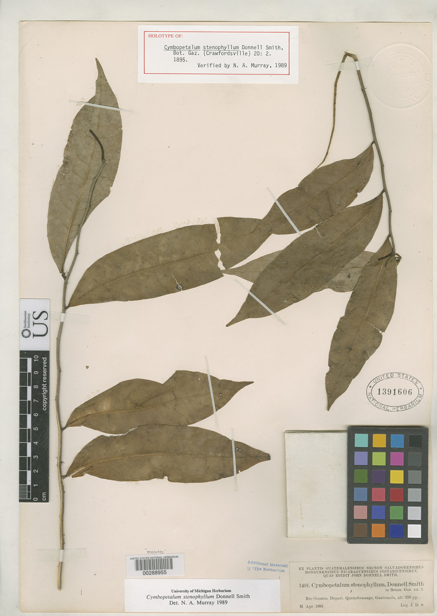 Cymbopetalum stenophyllum image