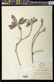Daphnopsis monocephala image