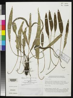Elaphoglossum oxyglossum image