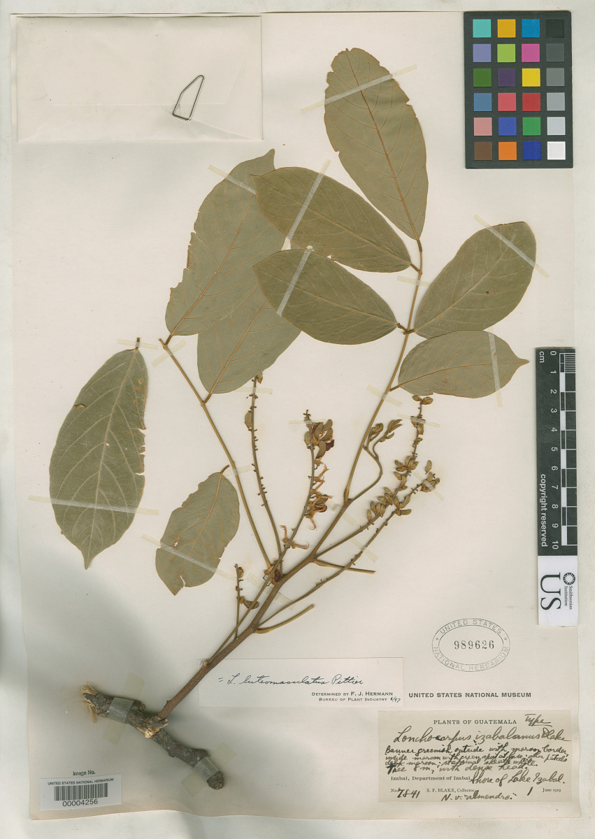 Lonchocarpus izabalanus image