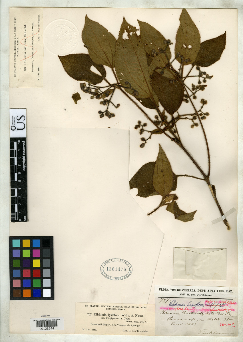 Clidemia laxiflora var. longipetiolata image