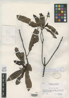 Psychotria castaneifolia image
