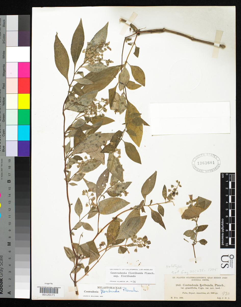 Centradenia floribunda var. grandifolia image