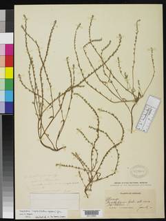 Plagiobothrys bracteatus image