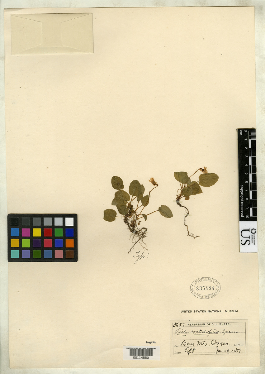 Viola centellifolia image