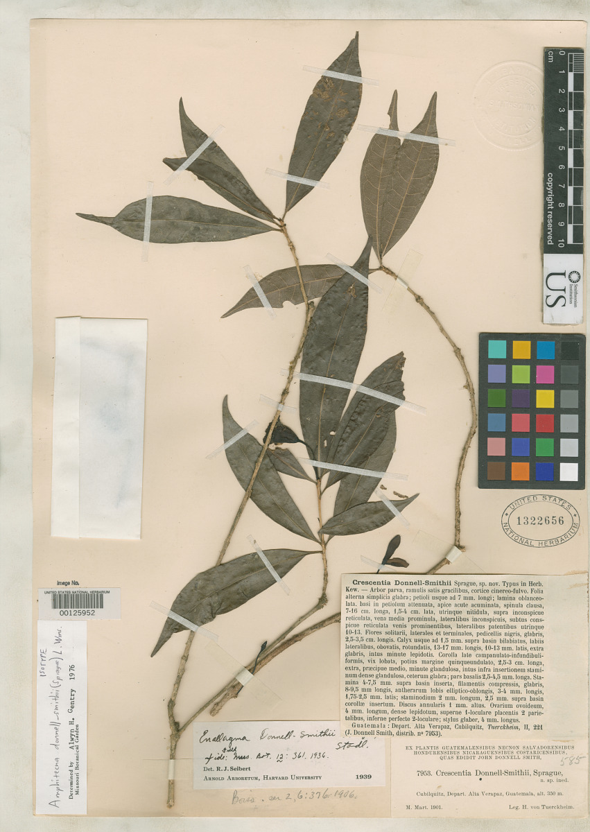 Crescentia donnell-smithii image
