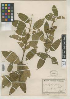 Baphia capparidifolia subsp. multiflora image