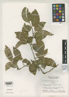 Image of Neea flavifolia