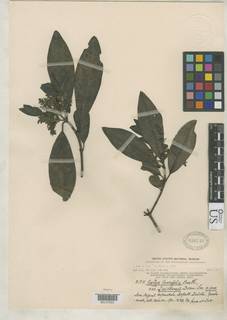 Garrya laurifolia subsp. quichensis image