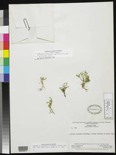 Selaginella wurdackii image