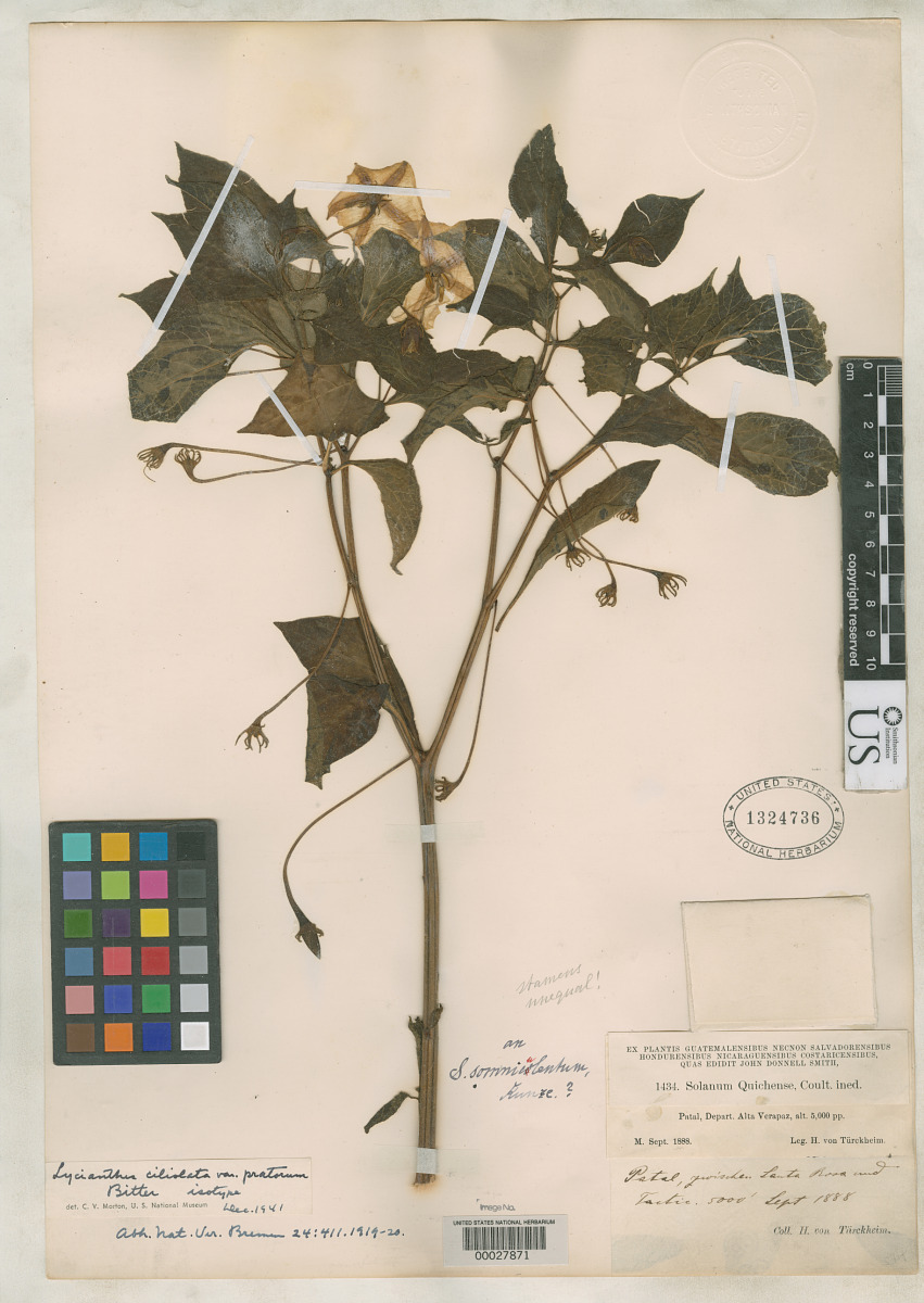 Lycianthes ciliolata var. pratorum image