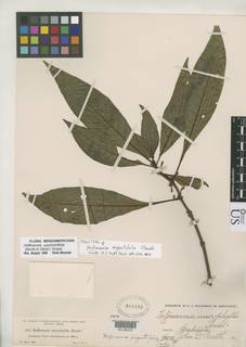 Hoffmannia angustifolia image