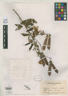 Crotalaria becquetii image