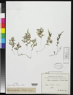 Hymenophyllum treubii image