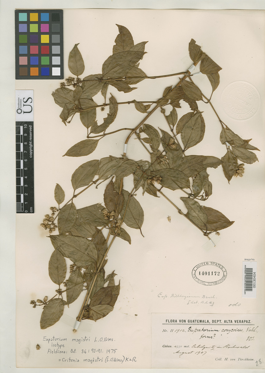 Critonia billbergiana image