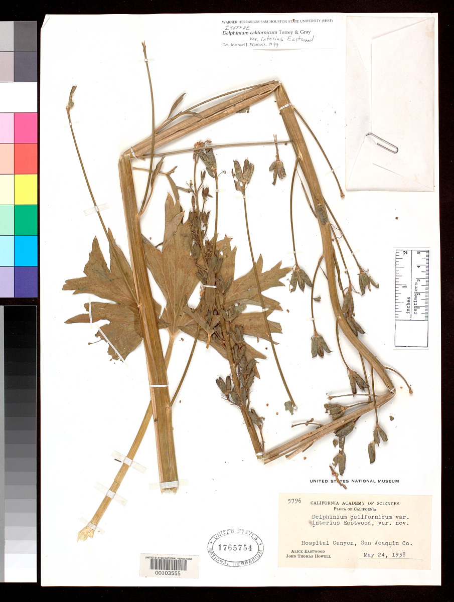 Delphinium californicum subsp. interius image