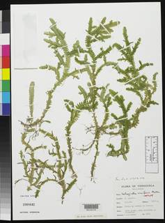 Selaginella cruciformis image