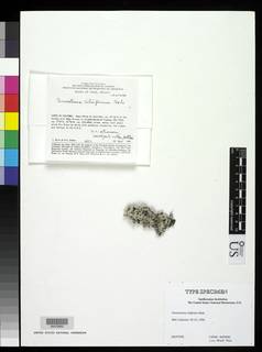 Parmotrema ciliiferum image