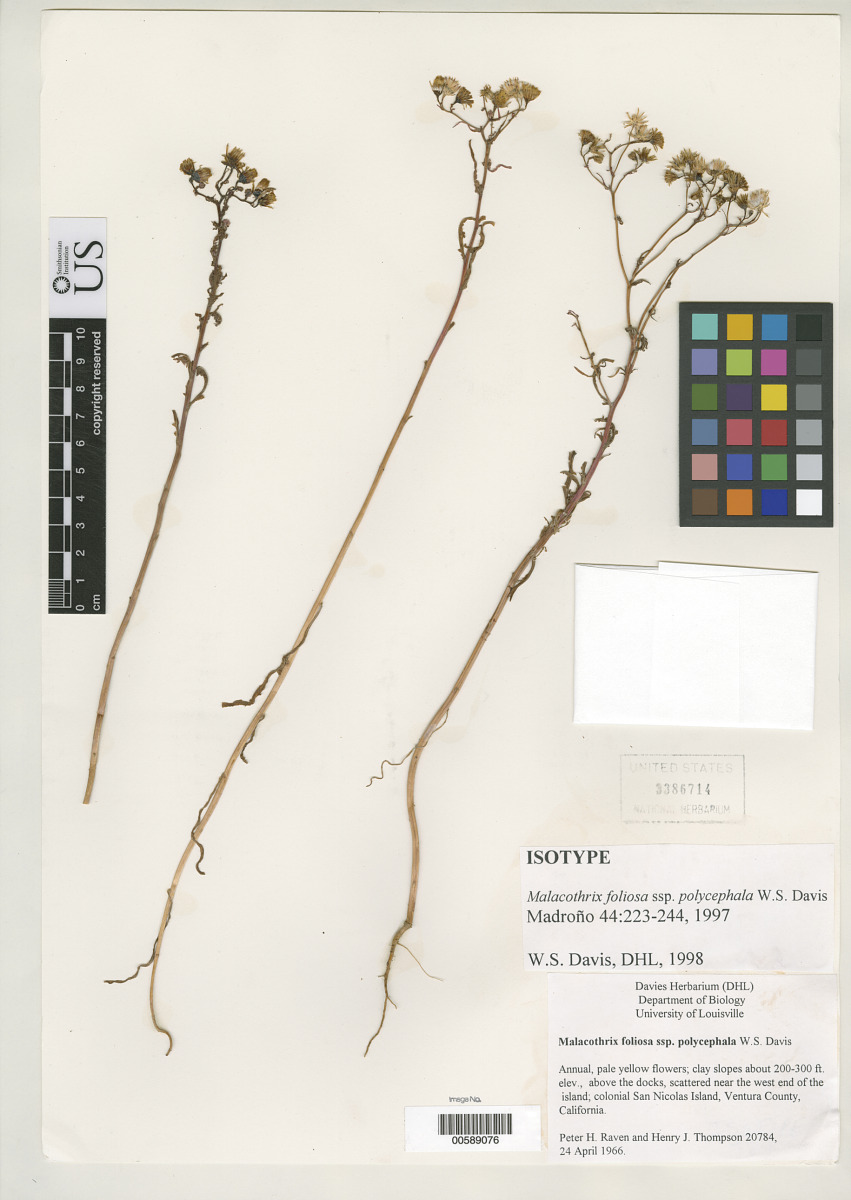 Malacothrix foliosa subsp. polycephala image
