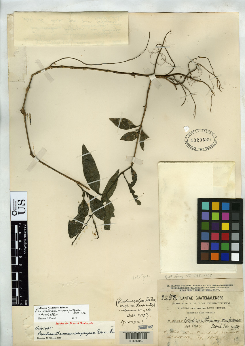 Pseuderanthemum verapazense image