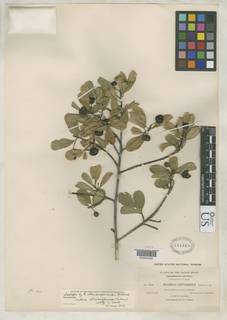 Frangula rubra subsp. obtusissima image