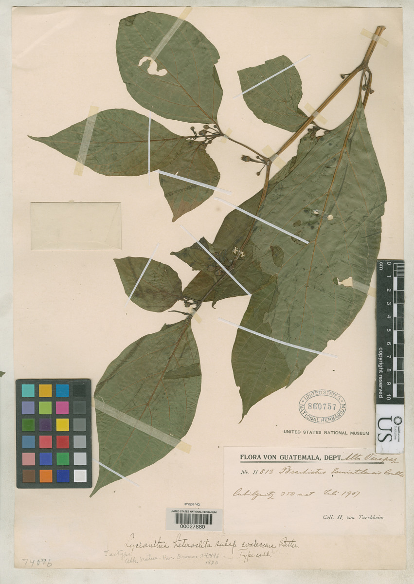 Lycianthes heteroclita subsp. coalescens image