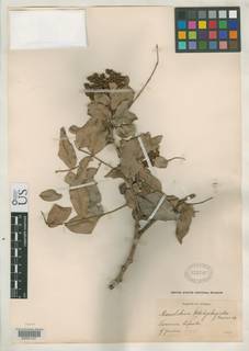 Image of Gilbertiodendron brachystegioides