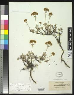 Eriogonum umbellatum var. smallianum image