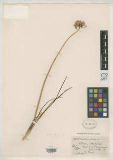 Allium marvinii image