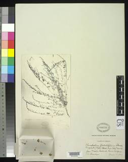Image of Chenopodium flabellifolium