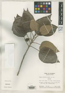 Image of Hampea ovatifolia