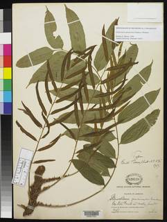 Lomariopsis jamaicensis image