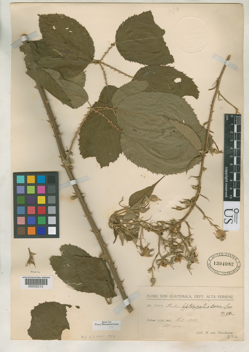 Rubus leptosepalus image