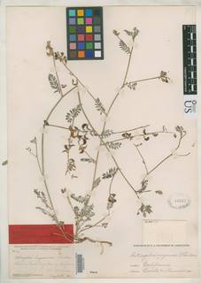 Astragalus inyoensis image