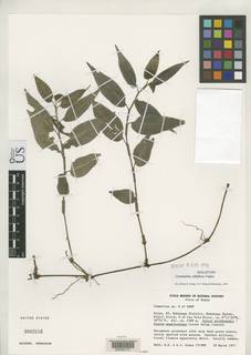 Commelina albiflora image