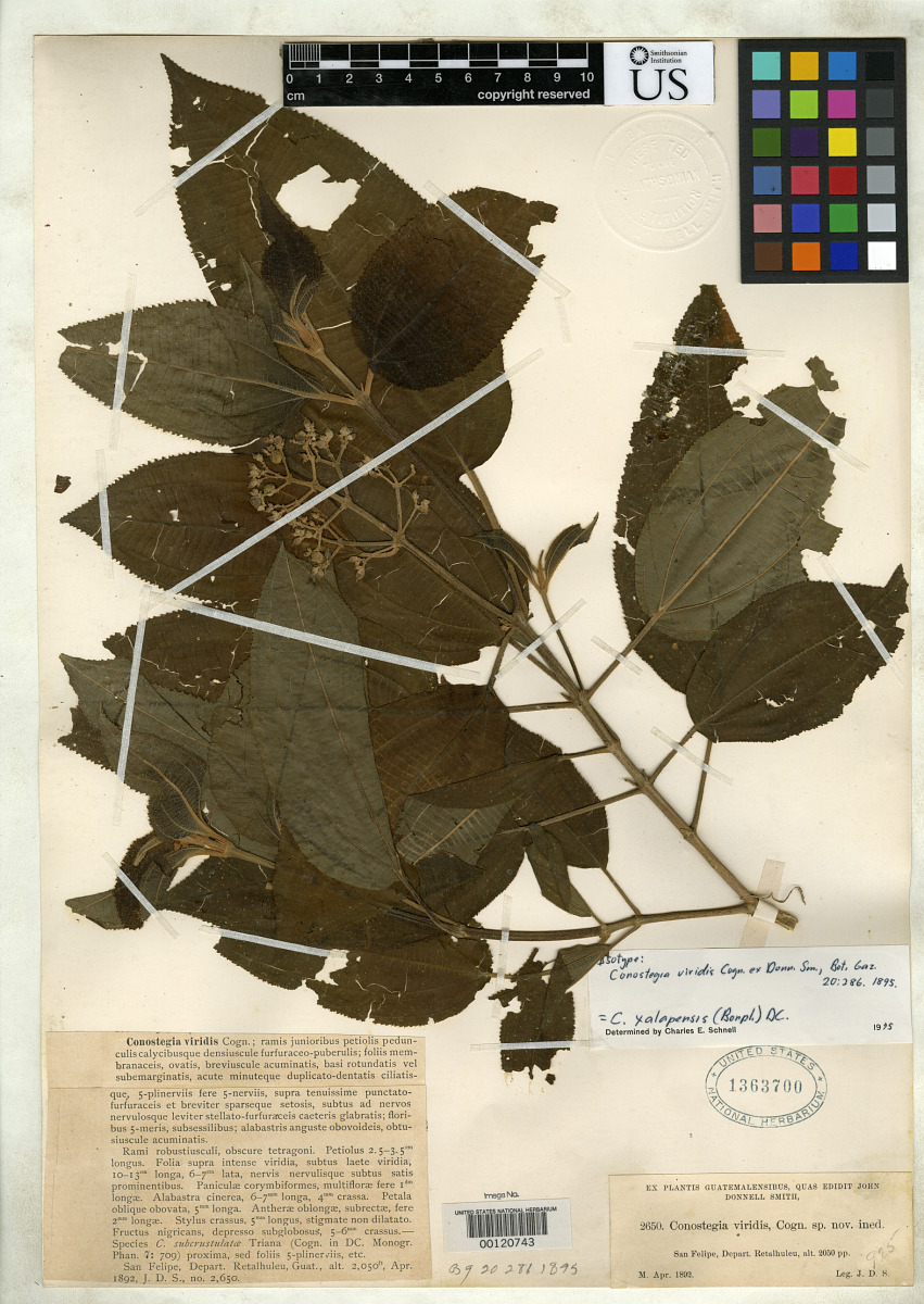 Conostegia viridis image