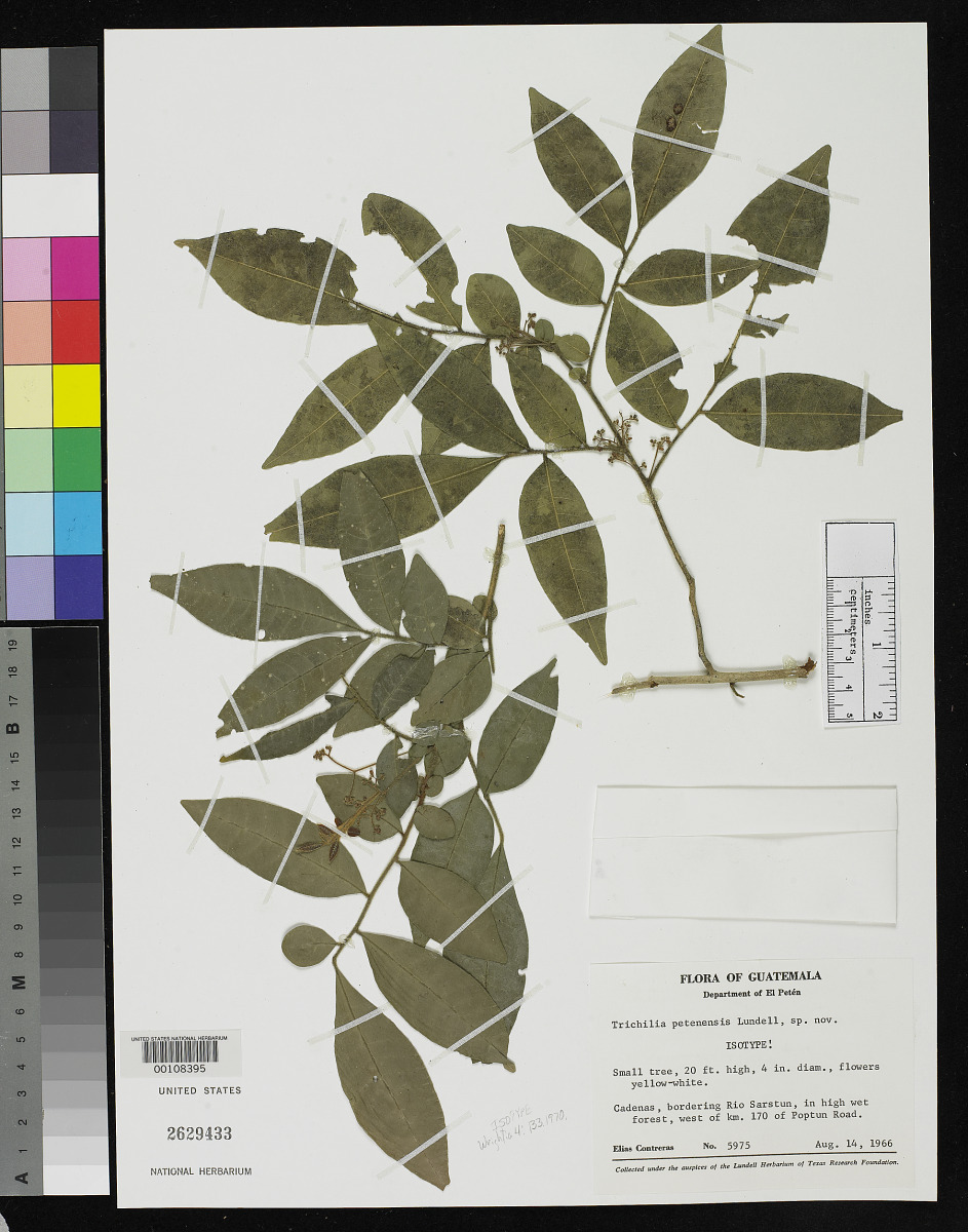 Trichilia petenensis image