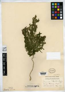 Selaginella ramosii image