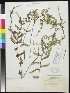 Jamesonia paucifolia image