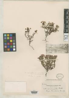 Triphysaria eriantha subsp. rosea image