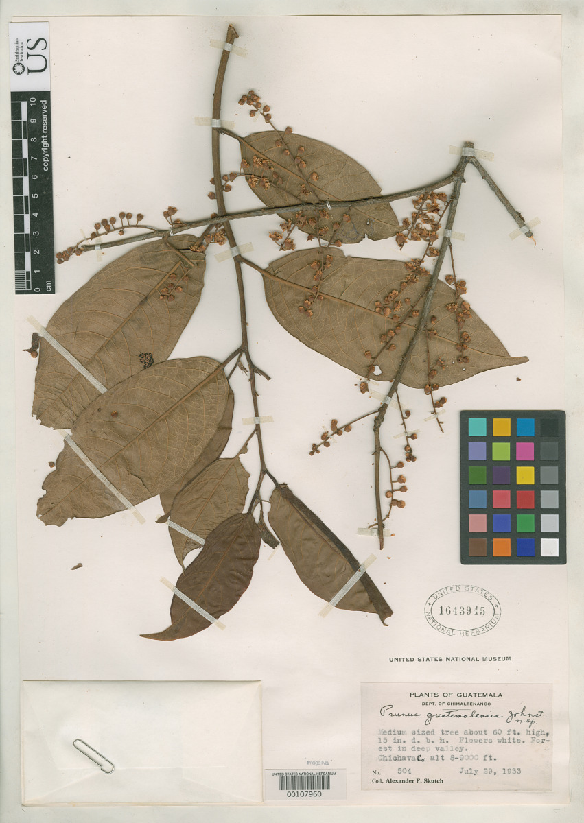 Prunus guatemalensis image