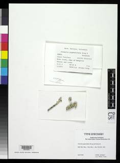 Parmelia pigmentifera image