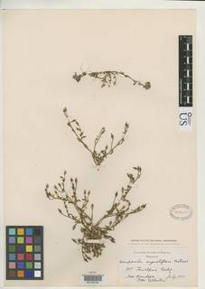 Ravenella angustiflora image