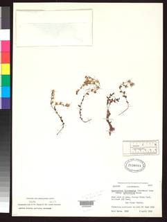 Dudleya brevifolia image