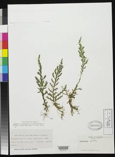 Image of Selaginella euclimax