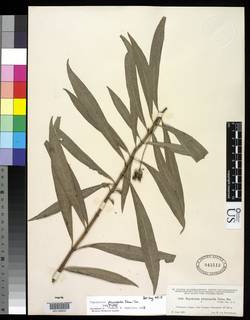 Psychotria pleuropoda image