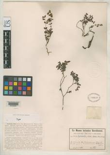 Euphorbia seleri image