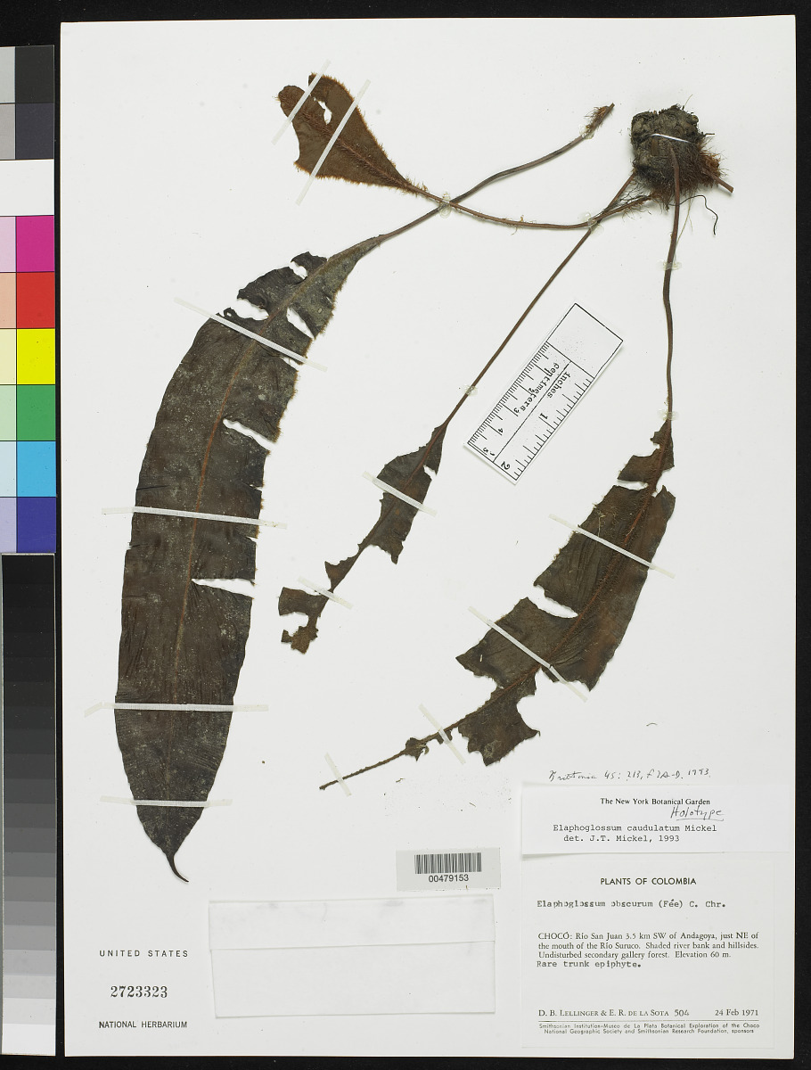 Elaphoglossum caudulatum image