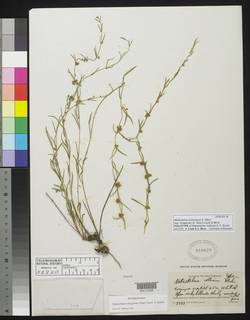 Metastelma arizonicum subsp. chiapense image